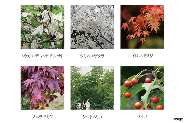 植栽イメージ｜ザ・パークハウス百道